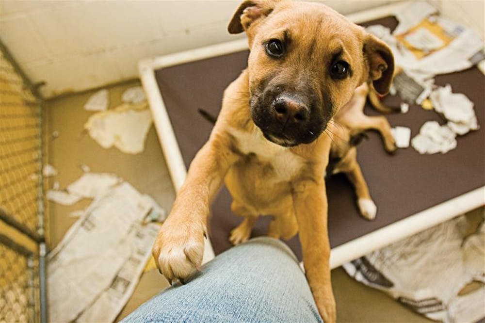 Dogs, cats, rabbits and even a snake wait for people to take them to their "forever homes" Feb. 21, 2007, at the Bloomington Animal Shelter. The shelter and B97 will be featuring one dog and one cat for adoption as part of the 12 Strays of Christmas between Dec. 8 and 23.