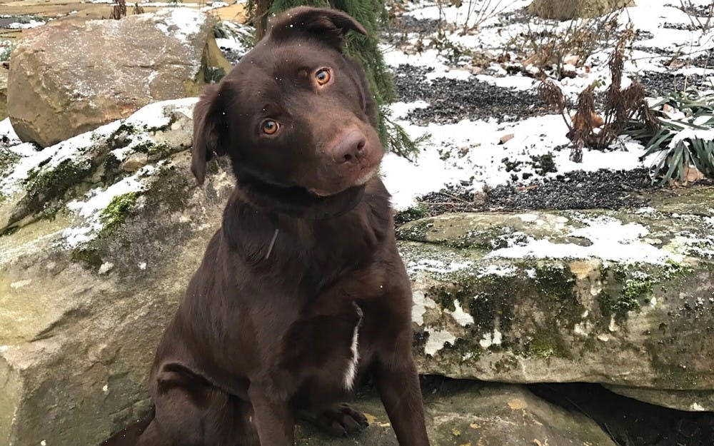 This young chocolate lab is the face of the new IUPD K-9 coming this spring. IUPD encourages the Bloomington community to help name him via their survey, which will close Friday, February 24. 