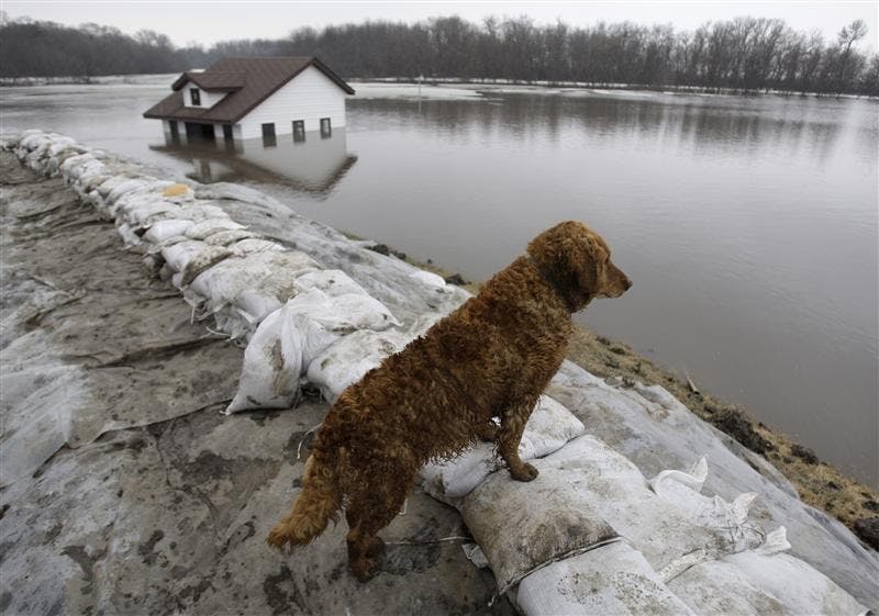 One of Doug Stensguard's dogs, Annie, looks out over what used to be a 5-acre yard and an out building that is now flooded by the rising Red River, Tuesday in Fargo, N.D. Stensguard built an earthen and sandbag dike around his home in the hope of holding back the rising floodwater from the Red River.