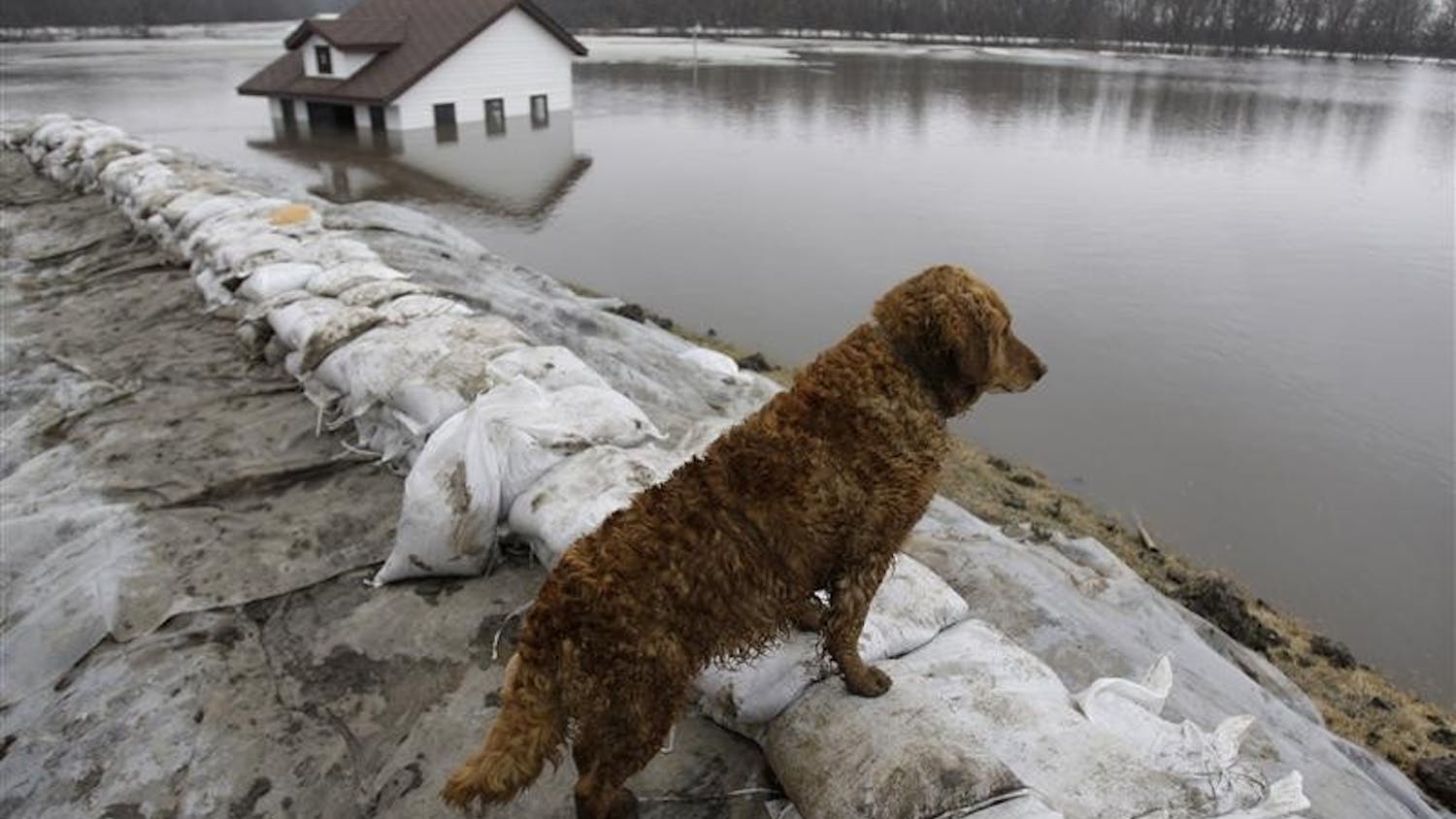 One of Doug Stensguard's dogs, Annie, looks out over what used to be a 5-acre yard and an out building that is now flooded by the rising Red River, Tuesday in Fargo, N.D. Stensguard built an earthen and sandbag dike around his home in the hope of holding back the rising floodwater from the Red River.