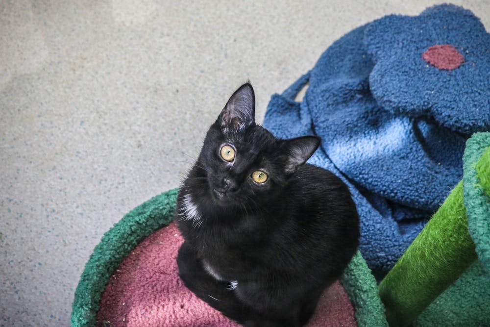 <p>A black cat is seen Oct. 8, 2021, at the Bloomington Animal Shelter. Despite the myth that black cats struggle to find homes, black cats do as well getting adopted as the rest, according to Bloomington Animal Shelter data since 2017.</p>