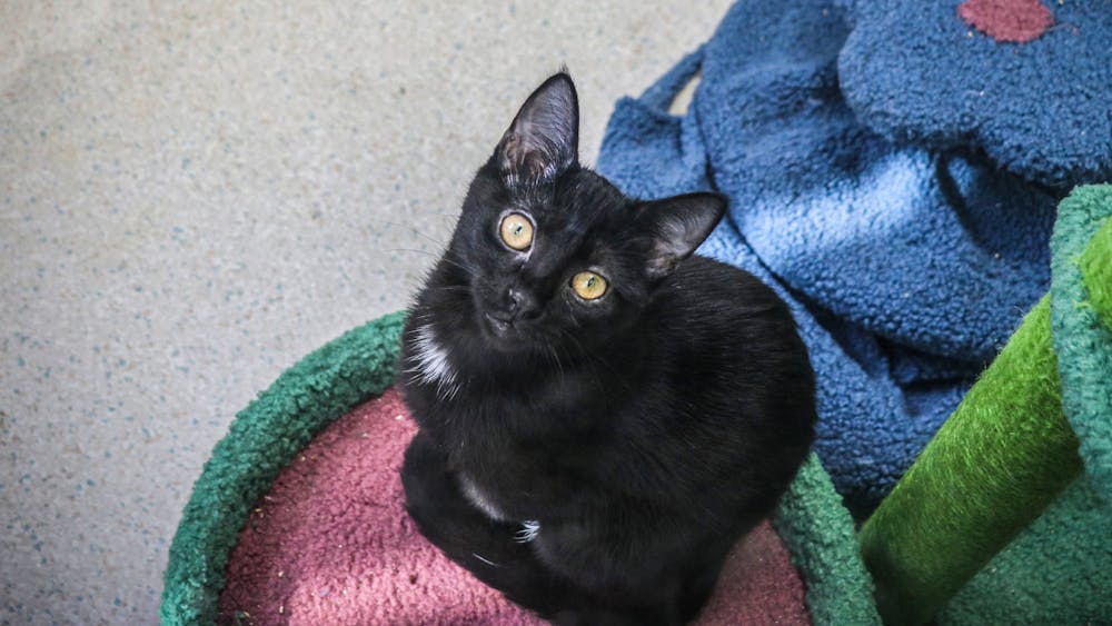A black cat is seen Oct. 8, 2021, at the Bloomington Animal Shelter. Despite the myth that black cats struggle to find homes, black cats do as well getting adopted as the rest, according to Bloomington Animal Shelter data since 2017.
