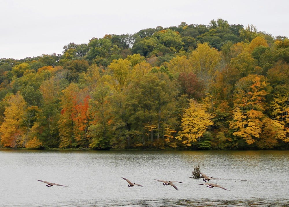Geese fly over the water at Yellowwood State Forest. Yellowwood is just one of many locations around Bloomington to go hiking.&nbsp;