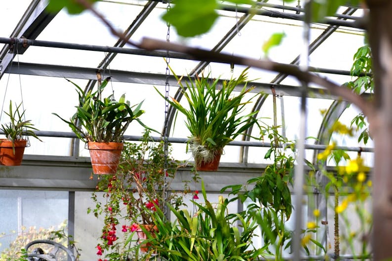 ca_greenhouse_02.jpg