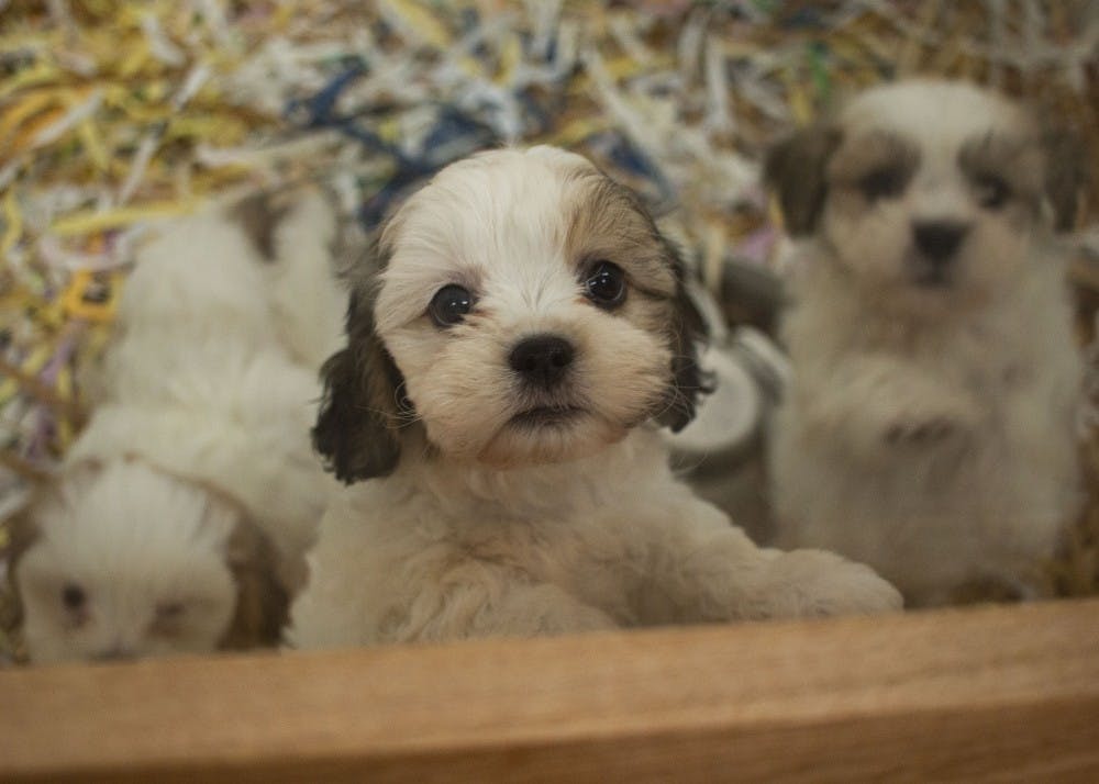 在布鲁明顿当地的一家宠物店，黛利拉宠物店出售一系列的小狗和猫。动物管理委员会提出了一项政策提案，将只允许宠物店从收容所或救援组织获得他们的宠物，以努力消除小狗加工厂的使用。< / p >