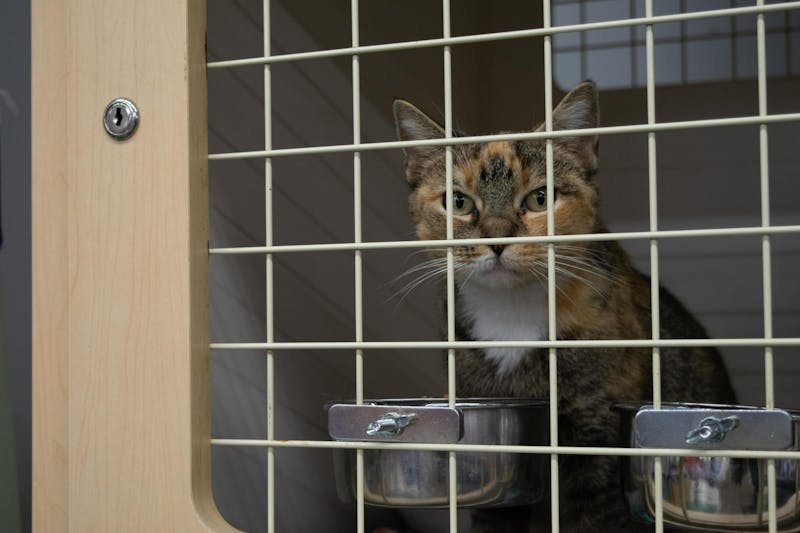 Indiana has a vet shortage. One bill looks to take a step in solving that