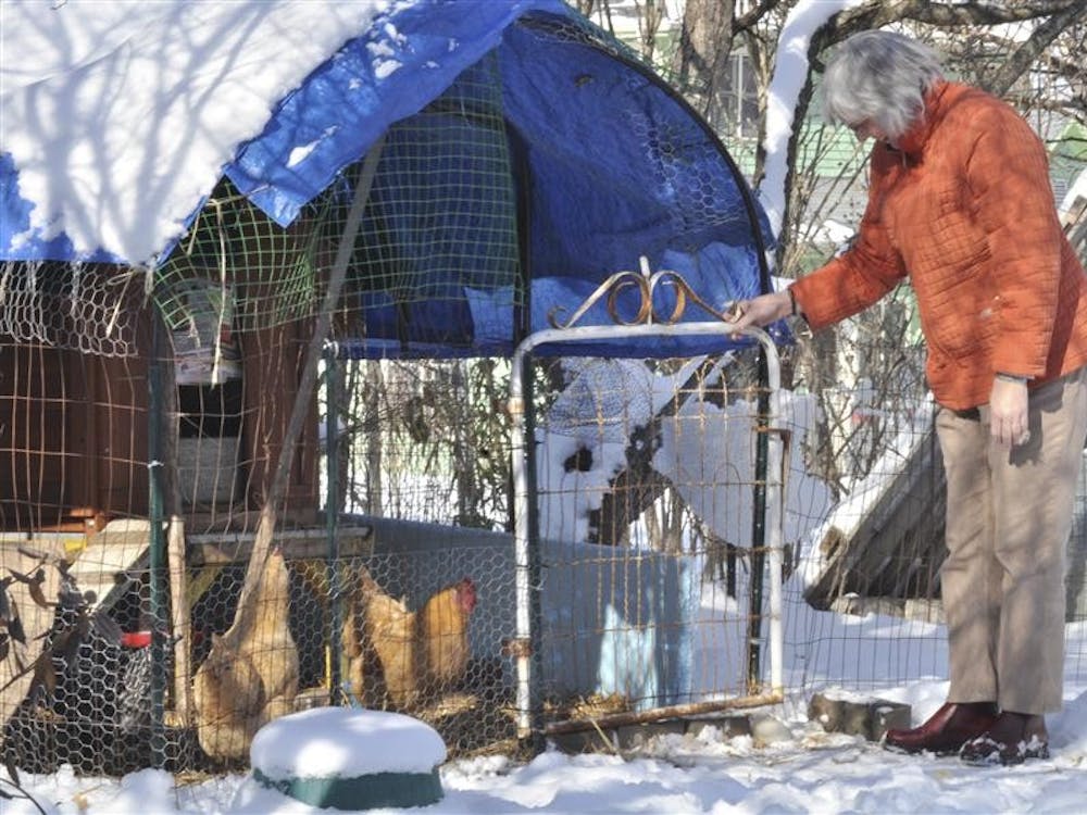 Theresa Malone checks on her chickens on Friday in her backyard. Malone has had these chickens in her backyard for about a year now and when they lay eggs she distributes them to her neighbors as a goodwill gesture.  