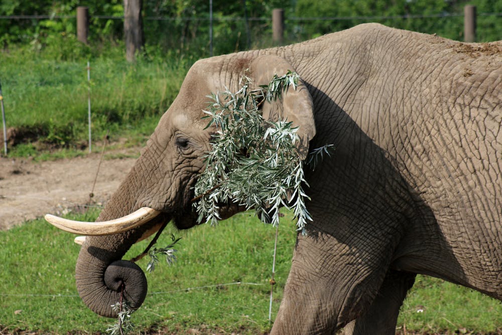 <p>Tombi, an African elephant, eats plants at the Indianapolis Zoo in 2017. The newly-introduced zoo program will allow residents to donate invasive and undesirable plants on their properties to the Zoo to use for animal food.  ﻿</p>