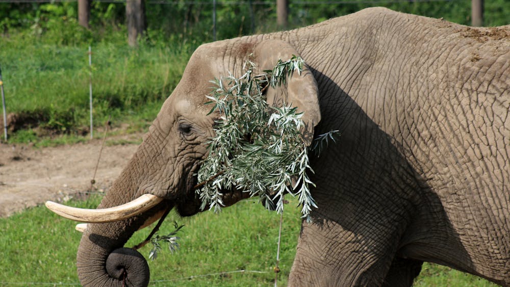 Tombi, an African elephant, eats plants at the Indianapolis Zoo in 2017. The newly-introduced zoo program will allow residents to donate invasive and undesirable plants on their properties to the Zoo to use for animal food.  ﻿