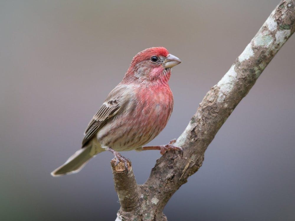 一只鸟栖息在树枝上。印第安纳州自然资源部昨天宣布，76个县的居民可以恢复喂鸟，但门罗县的居民应该继续避免喂鸟。
