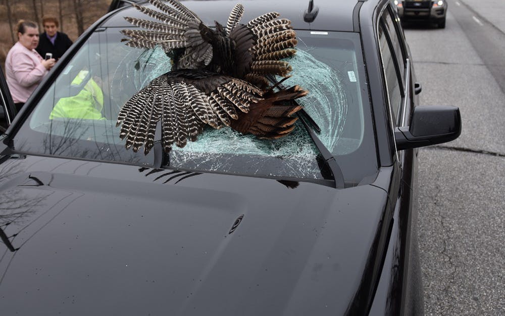 A 35-pound-turkey lodged in the windshield of John Tarabocchia's rental car. Tarabocchia was the first of three drivers to hit and kill a wild turkey in Indiana during the last week of March.