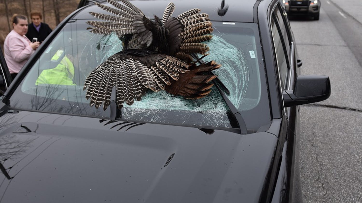 A 35-pound-turkey lodged in the windshield of John Tarabocchia's rental car. Tarabocchia was the first of three drivers to hit and kill a wild turkey in Indiana during the last week of March.