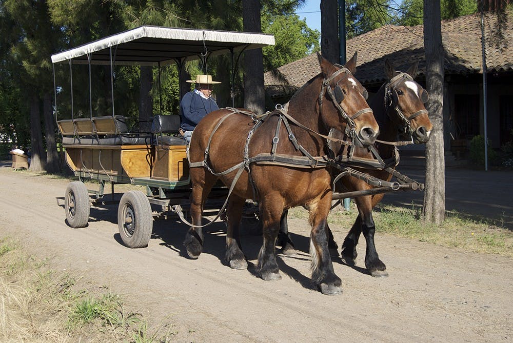 he winery provides horse-drawn carriage tours, allowing visitors to relax and enjoy the warm air and refreshing scents around the vineyard.