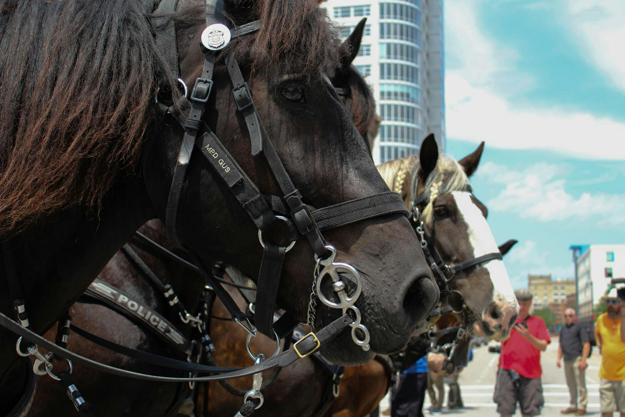 police horses.jpg