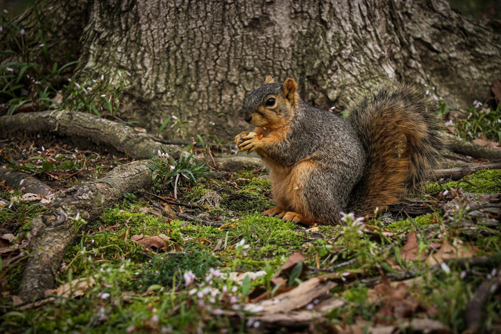 entsquirrels050625.jpg