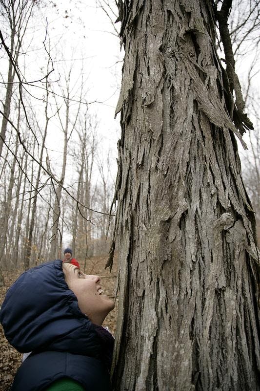 First year graduate student Katie Mauldin, and Sycamore Land Trust Fellow, looks under the shag bark of a tree for bats Saturday afternoon at the Yellowwood Farm. The land is part of the SLT, which is an organization dedicated to preserving the disappearing landscape of Southern Indiana, due to development.