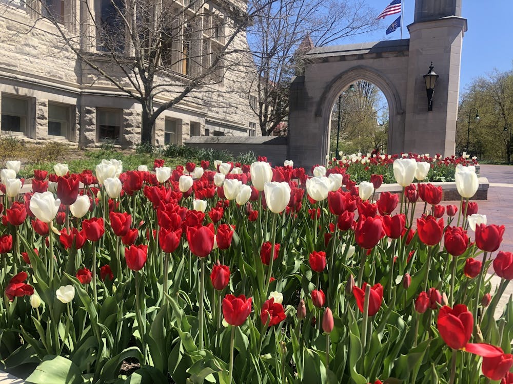<p>Tulips planted by the Sample Gates are pictured. IU has five scenarios planned for the 2020-2021 academic year in response to the coronavirus pandemic.</p>