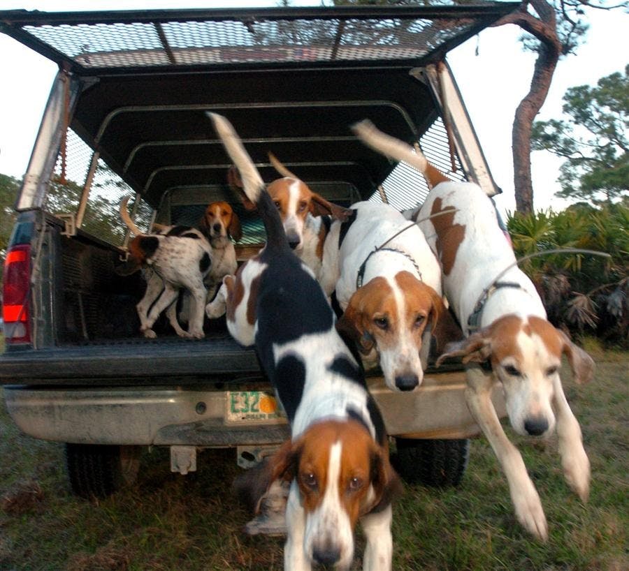 US NEWS ENV-OTD-FOXHUNT 3 FL
