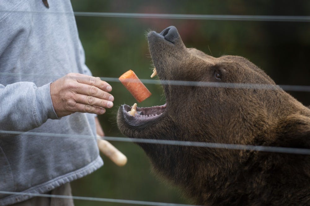 <p>Jeff “the Bear Man” Watson feeds Bob the grizzly bear a carrot Nov. 2 at Wilstem. Watson has worked with bears for around 30 years.</p>