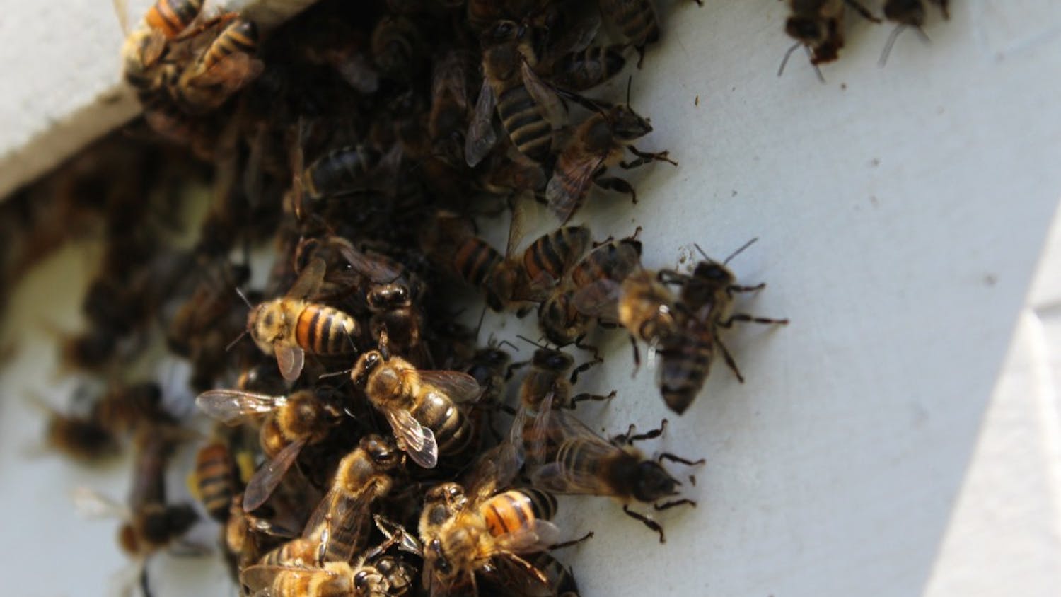 Bees gather around the entrance to retired IU biology professor George Hegeman's hive. At full strength in the summer, the hive can hold as many as 60,000 bees.