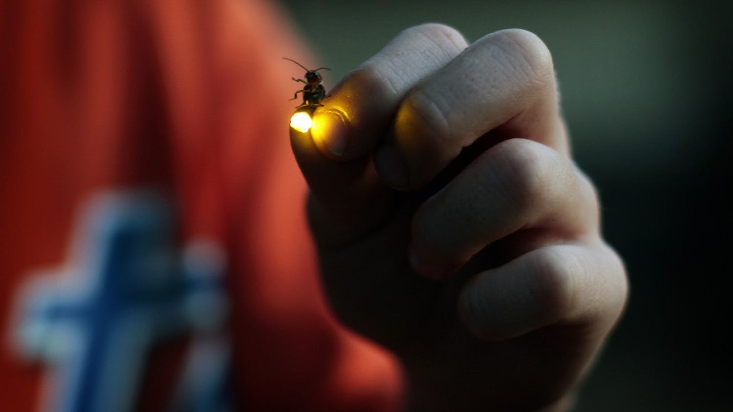 Gov. Eric Holcomb has officially signed Senate Bill 236 into law, making the Say’s Firefly Indiana’s state insect. Since the 2014-2015 school year, elementary school students have been pushing to pass legislation giving Indiana a state insect.