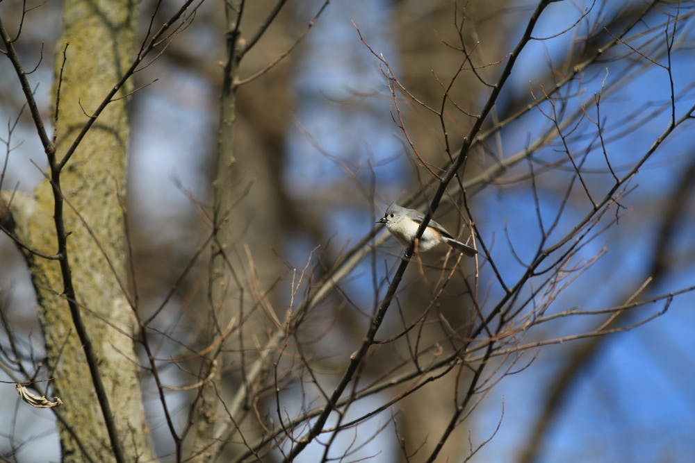 <p>A tufted titmouse sits on a branch Jan. 29 outside Franklin Hall. Researchers are worried Indiana bird species could diminish over time because of unseasonal weather created by climate change.</p>