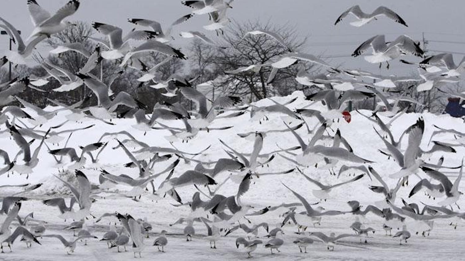 Gulls Take Flight