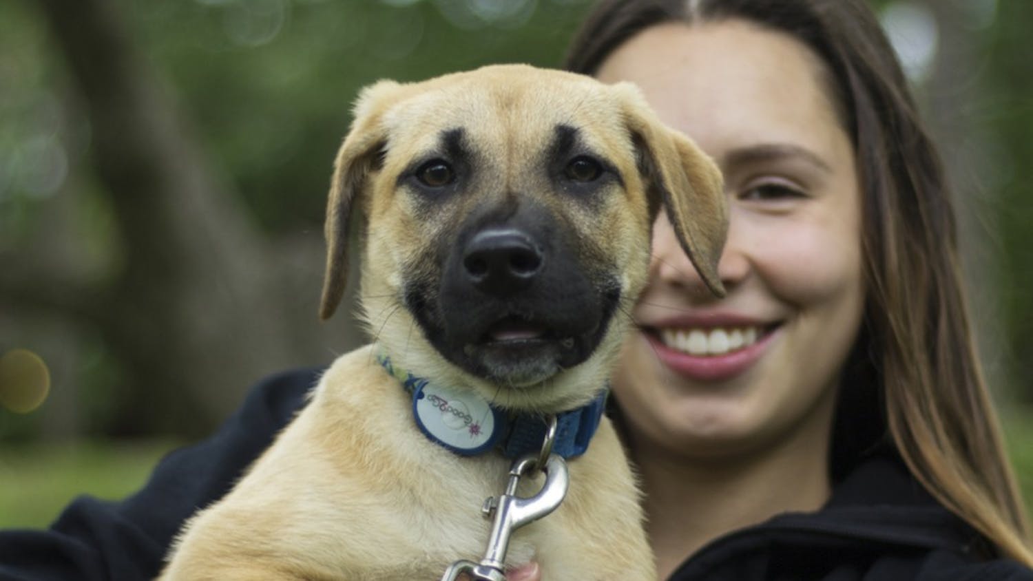 IU senior Heather Lucht and Cher, a 13 week old lab mix, Thursday afternoon at the annual Rent-a-Puppy event in Dunn Meadow.