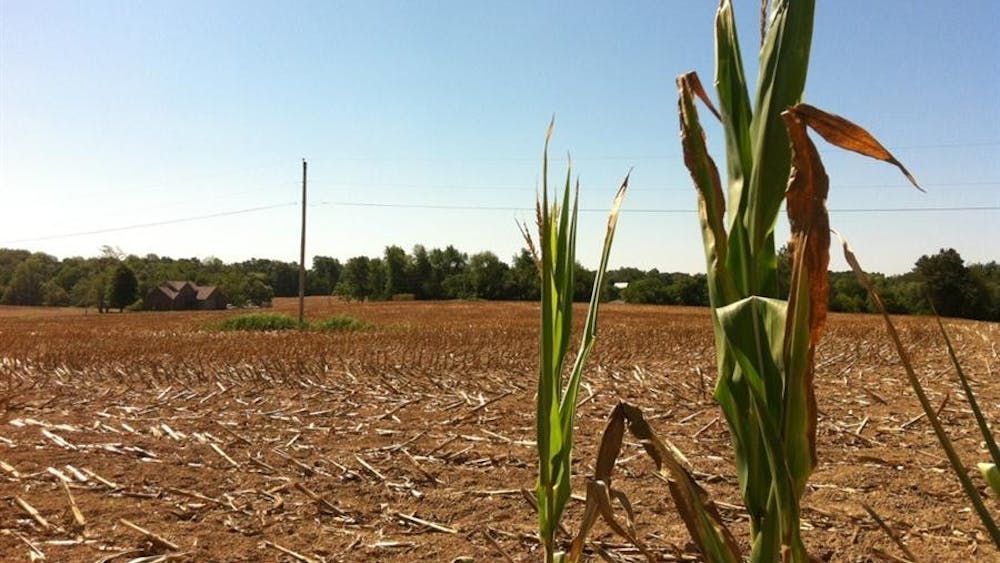 A few stalks of corn remain at the edge of a cornfield in nearby Martin County, Indiana.
