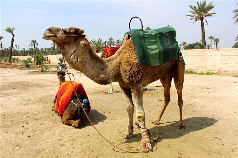 Camels are only one of the touristic aspects of Marrakech, Morocco. Despite being in North Africa, the city heavily caters to Westerners. 