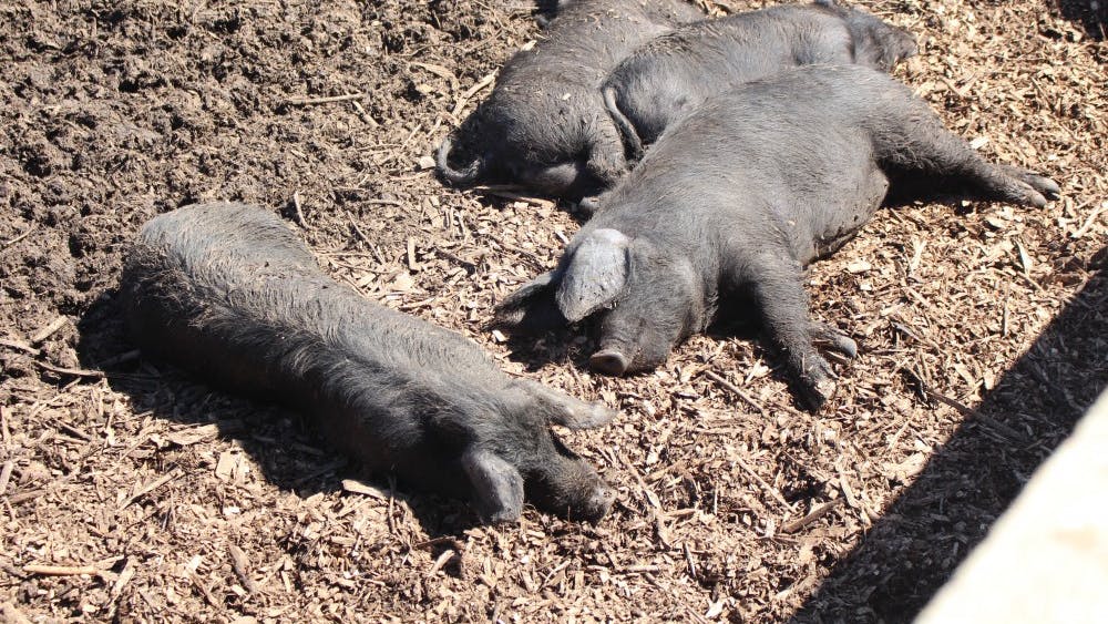 Pigs sleep in the sun at Maple Valley Farm. The pigs, which farmer Larry Howard calls nature’s sanitation engineers, fluff up the soil with their snouts to make it easier for soil microbes to eat up carbon-filled materials.&nbsp;
