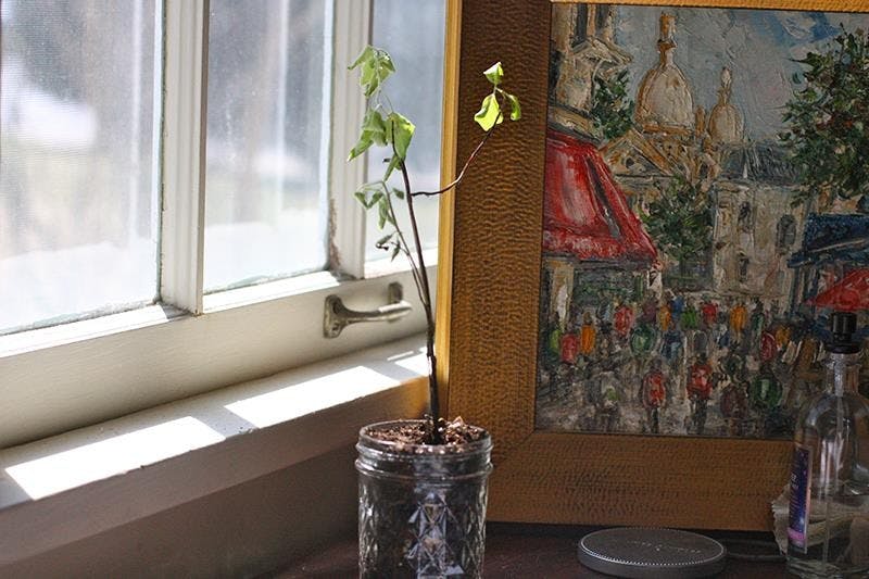 DIY: Grow your own herbs