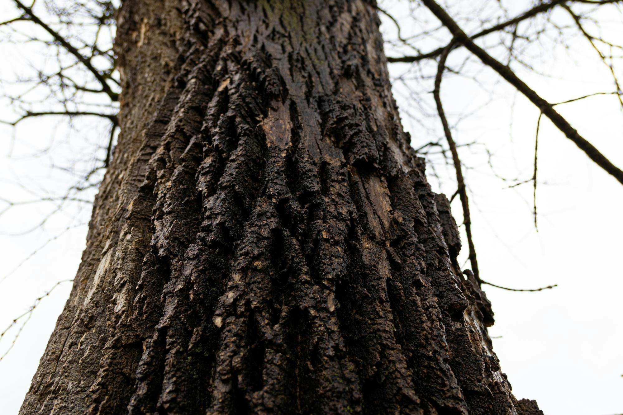 catreeprogram030526 (1 of 1).jpg