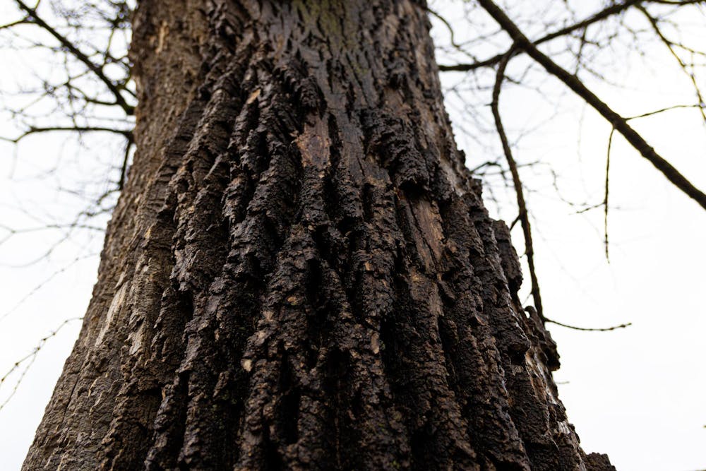 catreeprogram030526 (1 of 1).jpg