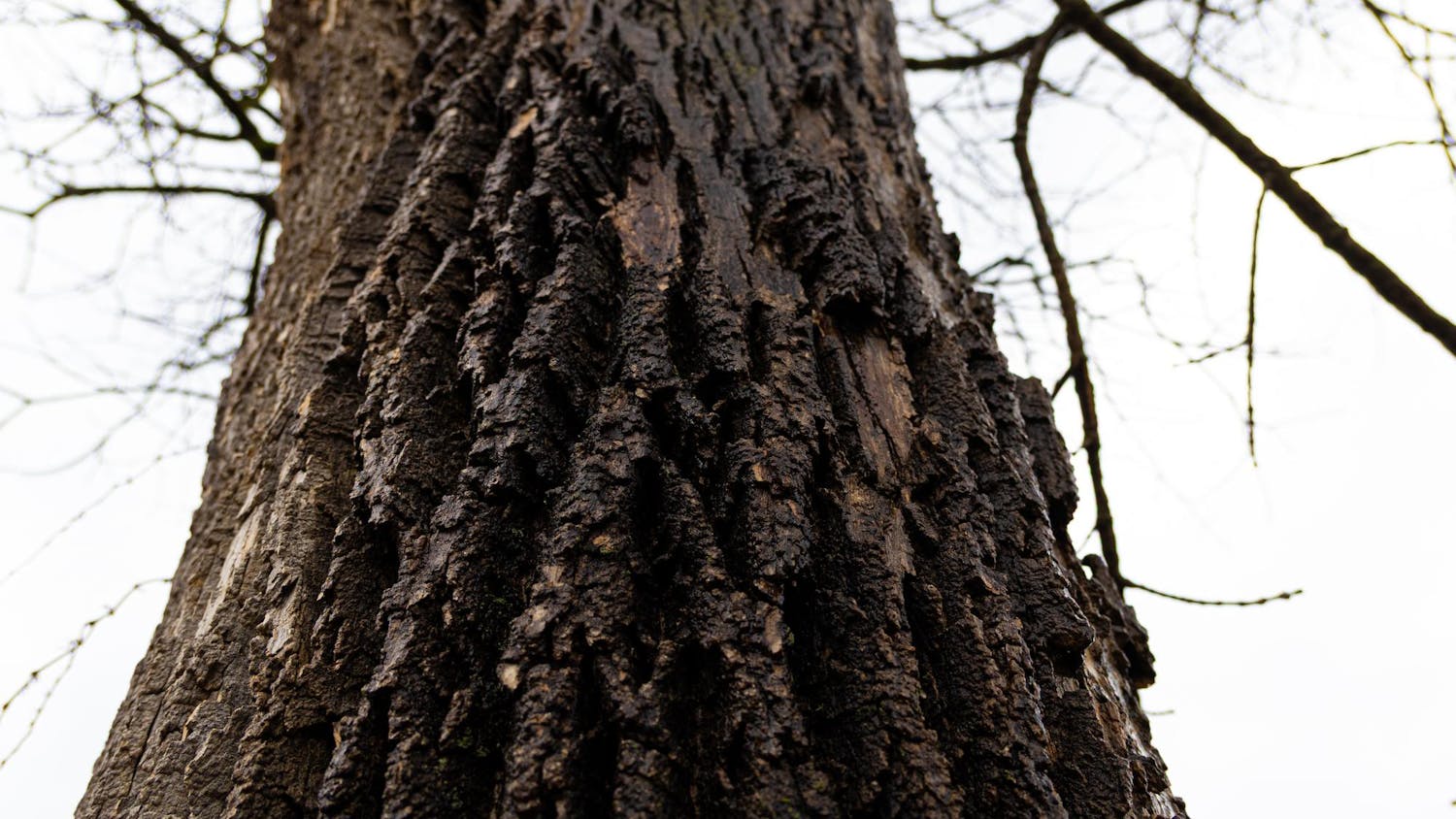 catreeprogram030526 (1 of 1).jpg