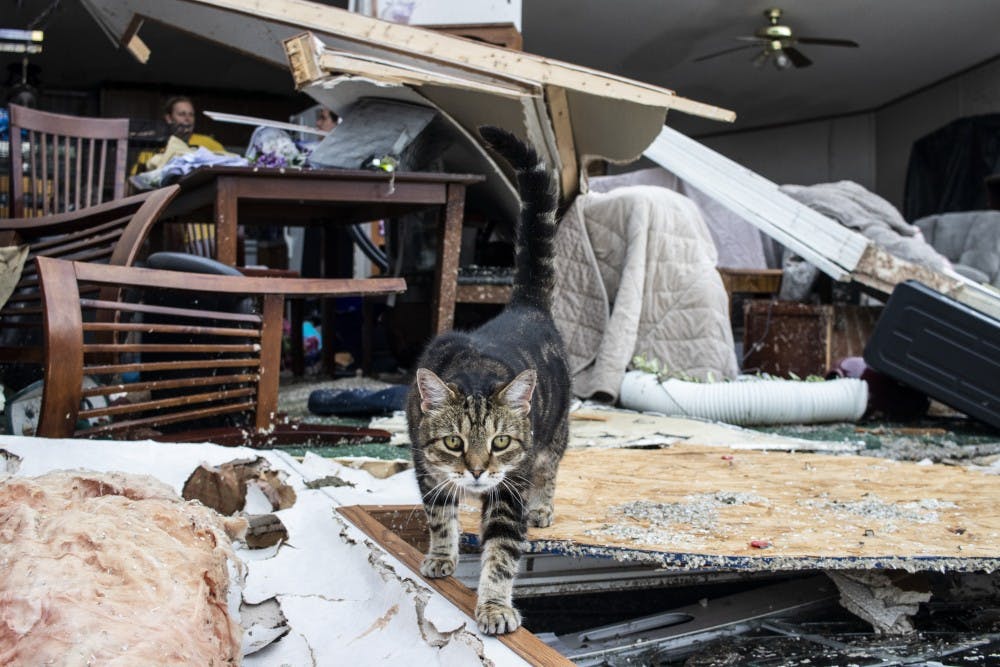 <p>A cat named Hoosier walks across debris June 17 in the Paynter family residence. Saturday’s severe storm took the entire front of the Paynter family residence.</p>