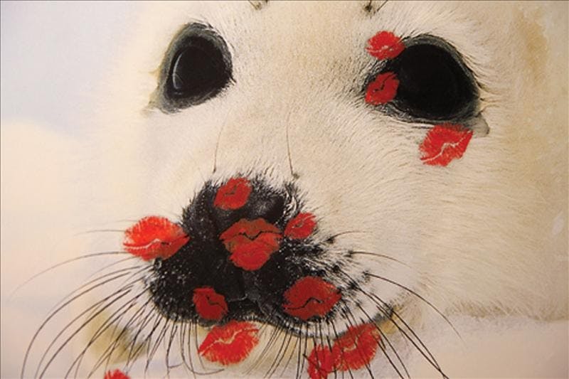 A poster of a seal is covered with "kisses" during the Sealed With a Kiss Kiss-a-thon Feb. 9, 2008 in the Lodge at the corner of Sixth Street and Walnut Avenue. The event was hosted by Revitalizing Animal Well-Being, and was held to bring awareness to the current conditions for seals in Canada. 