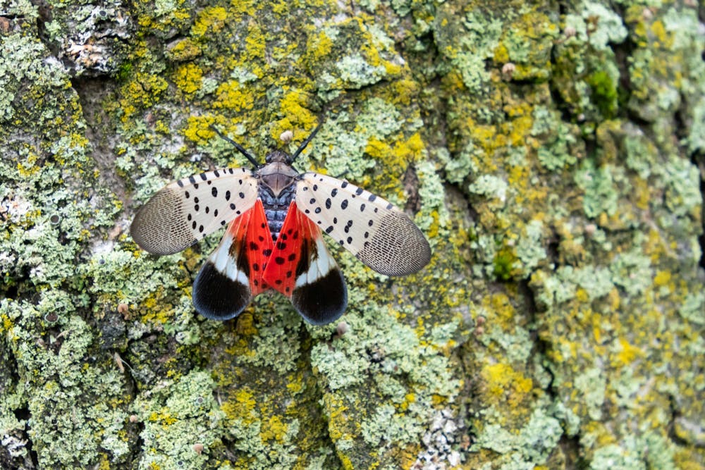 <p>A spotted lanternfly, an invasive species, holds its wings open, exposing its bright red underwing. The lanternflies are predicted to cause damage to Bloomington businesses and agriculture.</p>