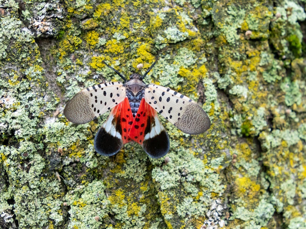 A spotted lanternfly, an invasive species, holds its wings open, exposing its bright red underwing. The lanternflies are predicted to cause damage to Bloomington businesses and agriculture.