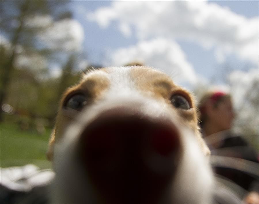 Rent-a-Puppy Carousel