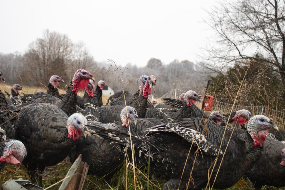 <p>A group of turkeys, called a rafter, run toward the food that is being set down by farmer Larry Howard on Nov. 15, 2018, at Maple Valley Farm in Bloomington.</p>