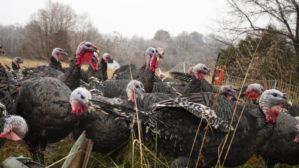 A group of turkeys, called a rafter, run toward the food that is being set down by farmer Larry Howard on Nov. 15, 2018, at Maple Valley Farm in Bloomington.