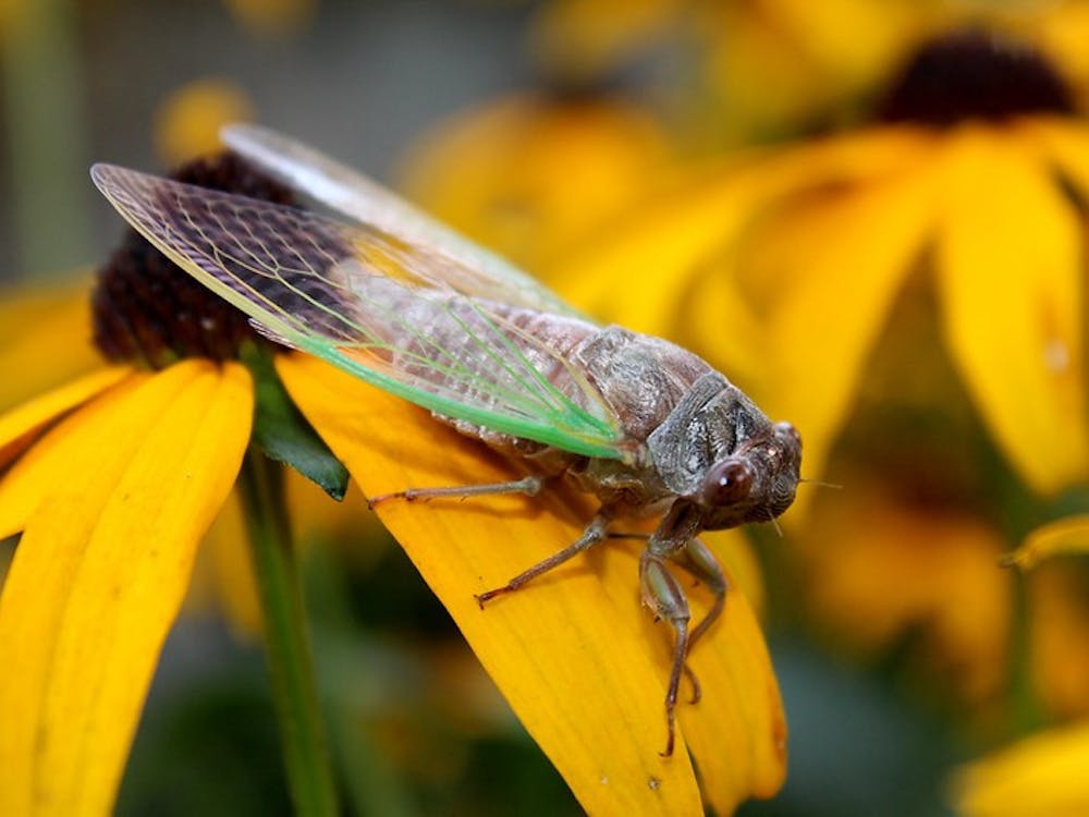 A cicada from Brood XIX appears in August 2011.  IU professor Armin Moczek said 213 billion cicadas will be found in Monroe County starting in late April to early May.