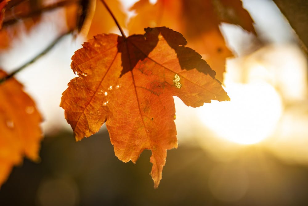 10月10日，阳光穿过第七街的树叶。