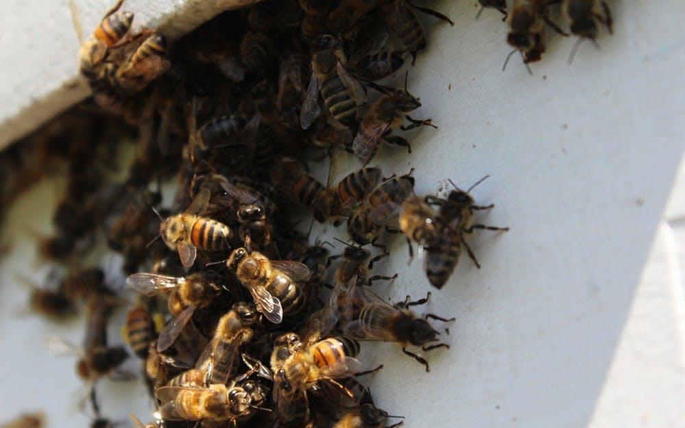 Bees gather around the entrance to retired IU biology professor George Hegeman's hive. At full strength in the summer, the hive can hold as many as 60,000 bees.