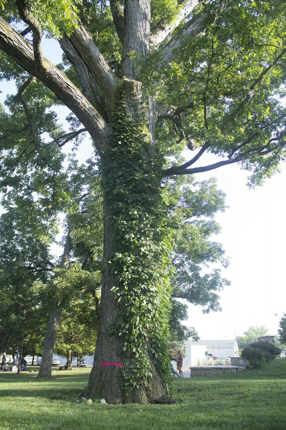 A white oak in Seminary Park is marked to be cut down due to its rotting roots that may cause it to fall on park visitors or into nearby Second Street.