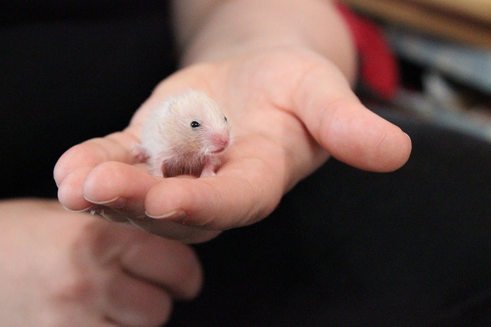 oppipsqueakery121724-jpg