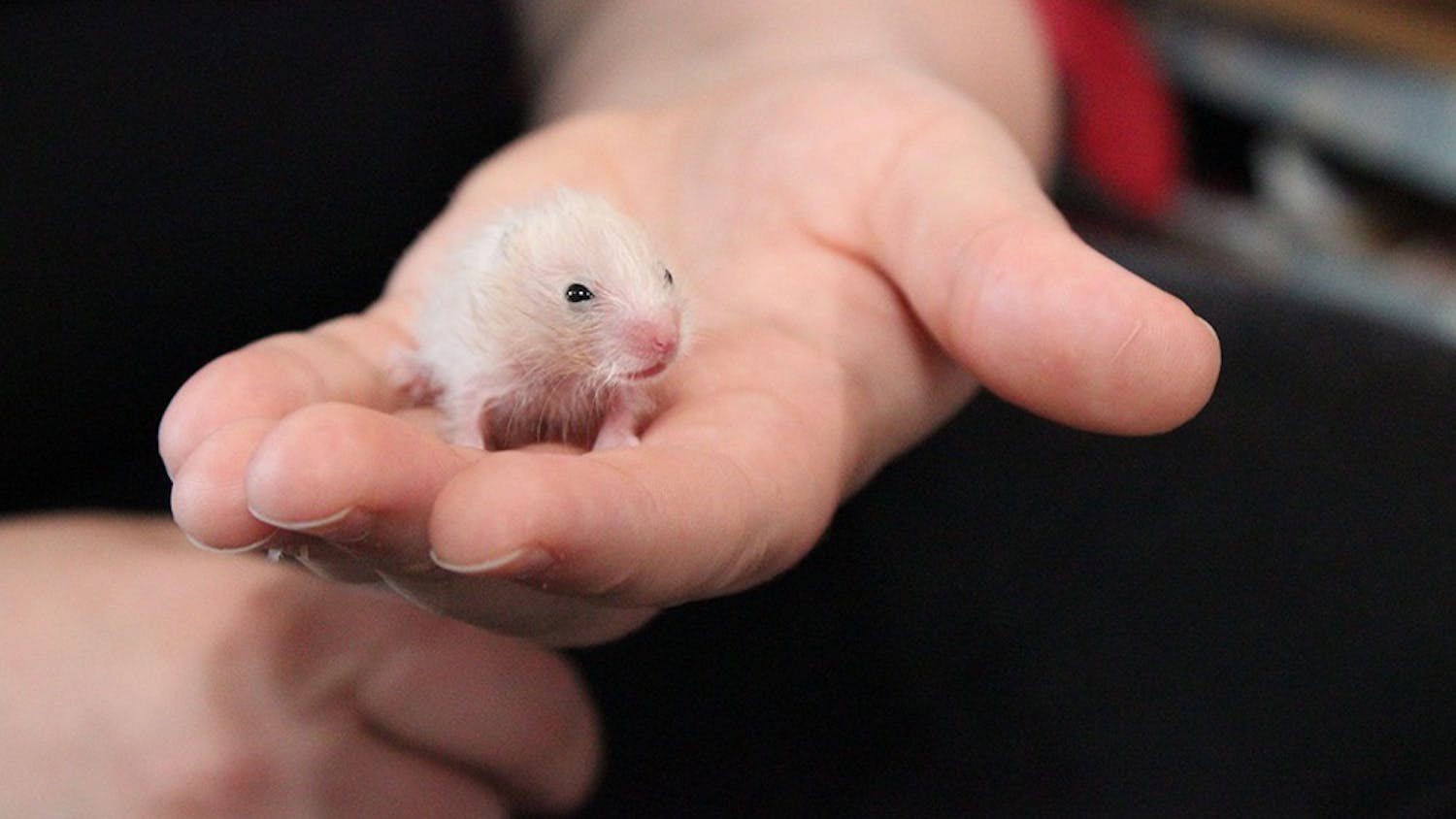 Alex Hernly, a founder of the Pipsqueakery, holds one of the baby hamsters rescued from a shelter in Florida. The hamster was one of 100 they rescued. 
