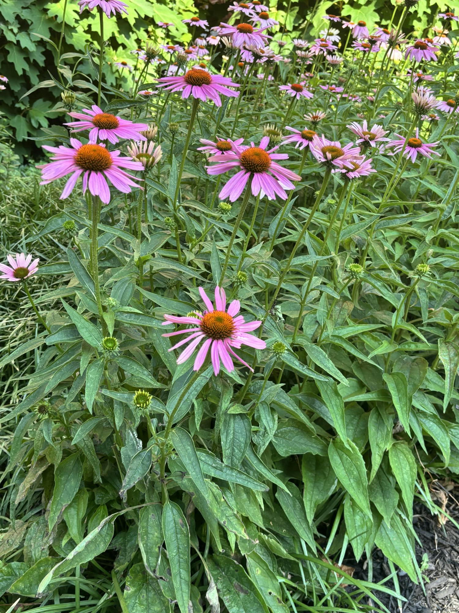 COURTESY OF SAREENA NAGANAND
A photo Naganand took during a relaxing walk around campus over the summer, going on walks and appreciating what’s around her has helped with keeping her grounded in the present.