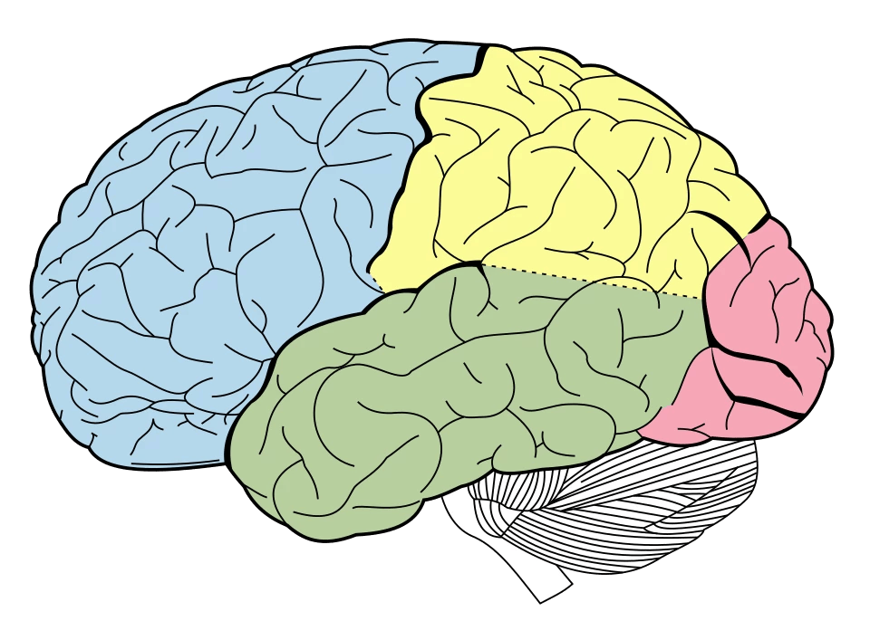 Bodian Seminar: Translating sensations to perceptions across species